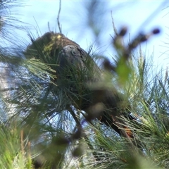 Calyptorhynchus lathami lathami at Fitzroy Falls, NSW - 15 Oct 2020