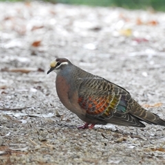 Phaps chalcoptera (Common Bronzewing) at Emerald, VIC - 13 Dec 2024 by GlossyGal