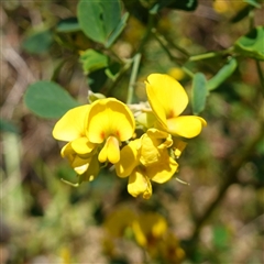 Goodia lotifolia (Golden Tip) at Glen Allen, NSW - 3 Nov 2024 by RobG1