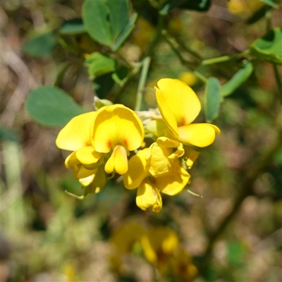 Goodia lotifolia at Glen Allen, NSW - 3 Nov 2024 by RobG1