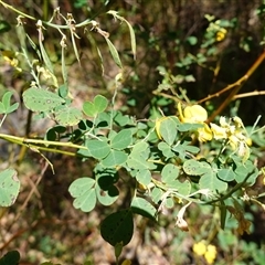 Goodia lotifolia at Glen Allen, NSW - 3 Nov 2024 03:12 PM