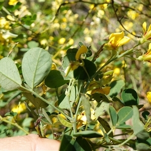 Goodia lotifolia at Glen Allen, NSW - 3 Nov 2024 03:12 PM