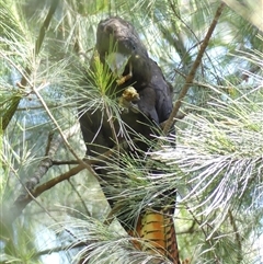 Calyptorhynchus lathami lathami (Glossy Black-Cockatoo) at Fitzroy Falls, NSW - 15 Oct 2020 by GITM2