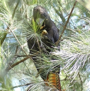 Calyptorhynchus lathami lathami at Fitzroy Falls, NSW - 15 Oct 2020