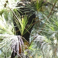 Calyptorhynchus lathami lathami at Fitzroy Falls, NSW - 15 Oct 2020