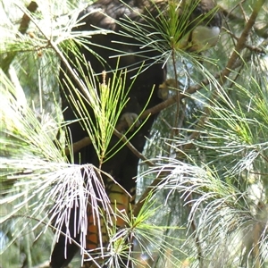 Calyptorhynchus lathami lathami at Fitzroy Falls, NSW - 15 Oct 2020