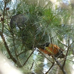 Calyptorhynchus lathami lathami at Fitzroy Falls, NSW - suppressed