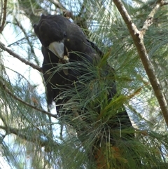 Calyptorhynchus lathami lathami at Fitzroy Falls, NSW - suppressed