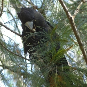 Calyptorhynchus lathami lathami at Fitzroy Falls, NSW - 15 Oct 2020