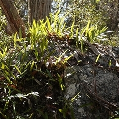 Zealandia pustulata subsp. pustulata (Kangaroo Fern) at Glen Allen, NSW - 3 Nov 2024 by RobG1