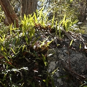 Zealandia pustulata subsp. pustulata at Glen Allen, NSW - 3 Nov 2024