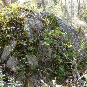 Zealandia pustulata subsp. pustulata at Glen Allen, NSW - 3 Nov 2024