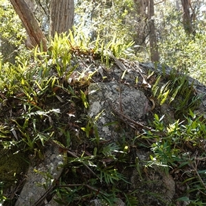 Zealandia pustulata subsp. pustulata at Glen Allen, NSW - 3 Nov 2024