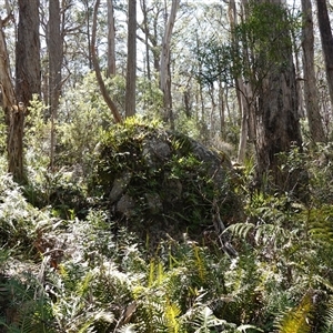 Zealandia pustulata subsp. pustulata at Glen Allen, NSW - 3 Nov 2024