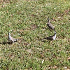 Ocyphaps lophotes (Crested Pigeon) at Culburra Beach, NSW - 24 Dec 2024 by jamattymoo