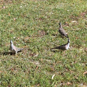 Ocyphaps lophotes (Crested Pigeon) at Culburra Beach, NSW by jamattymoo