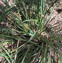 Lomandra longifolia (Spiny-headed Mat-rush, Honey Reed) at Boxers Creek, NSW - 24 Dec 2024 by lbradley