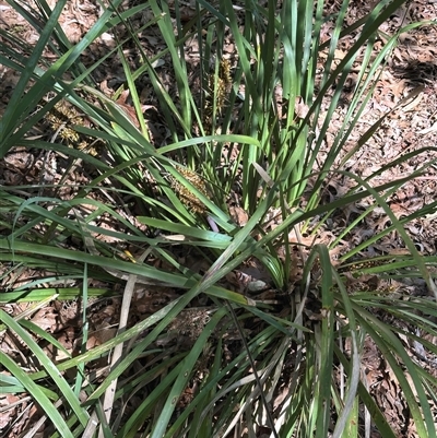 Lomandra longifolia (Spiny-headed Mat-rush, Honey Reed) at Boxers Creek, NSW - 24 Dec 2024 by lbradley