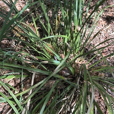 Lomandra longifolia at Boxers Creek, NSW - 23 Dec 2024 by lbradley