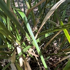 Lomandra longifolia at Boxers Creek, NSW - 24 Dec 2024