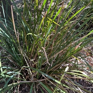 Lomandra longifolia at Boxers Creek, NSW - 24 Dec 2024