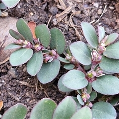 Unidentified Other Wildflower or Herb at Sladevale, QLD - 23 Dec 2024 by trevorpreston