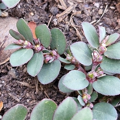 Unverified Other Wildflower or Herb at Sladevale, QLD - 24 Dec 2024 by trevorpreston