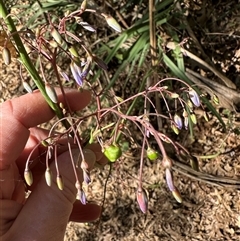 Dianella longifolia (Pale Flax Lily) at Boxers Creek, NSW - 24 Dec 2024 by lbradley