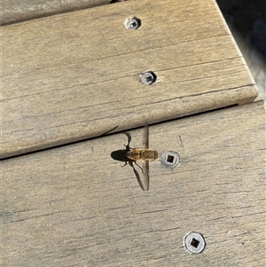 Trichophthalma punctata (Tangle-vein fly) at Rivett, ACT by Neve_Foxcroft