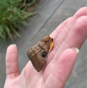 Dasypodia selenophora (Southern old lady moth) at Parkes, ACT by Neve_Foxcroft