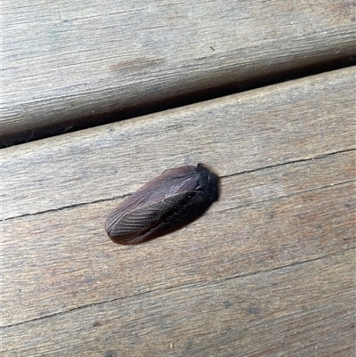 Laxta granicollis (Common bark or trilobite cockroach) at Rivett, ACT - 7 Nov 2024 by Neve_Foxcroft