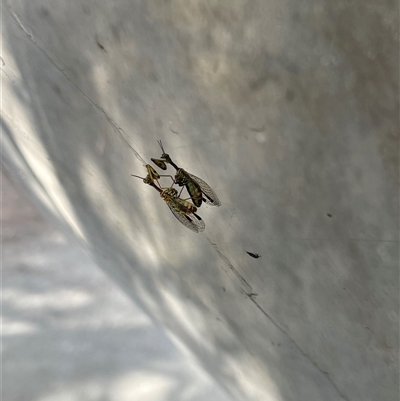 Spaminta minjerribae (Mantisfly) at Parkes, ACT - 23 Dec 2024 by Neve_Foxcroft