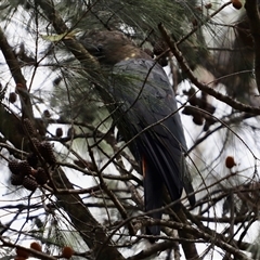 Calyptorhynchus lathami lathami at Mittagong, NSW - 21 Jan 2022 by GITM3