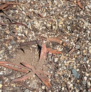 Turneromyia sp. (genus) (Zebra spider wasp) at Parkes, ACT by Neve_Foxcroft