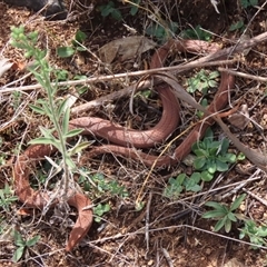 Lialis burtonis (Burton's Snake-lizard) at Uriarra Village, ACT - 11 Mar 2023 by Neve_Foxcroft