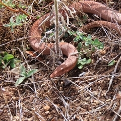 Lialis burtonis at Uriarra Village, ACT - 11 Mar 2023 01:12 PM