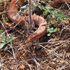 Lialis burtonis at Uriarra Village, ACT - 11 Mar 2023 01:12 PM