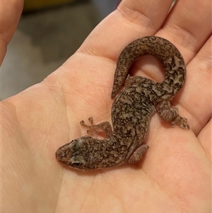 Christinus marmoratus (Southern Marbled Gecko) at Rivett, ACT by Neve_Foxcroft