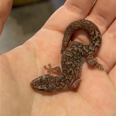 Christinus marmoratus (Southern Marbled Gecko) at Rivett, ACT - 16 Nov 2024 by Neve_Foxcroft