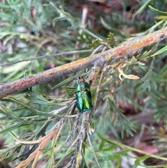 Lamprima aurata (Golden stag beetle) at Parkes, ACT - 2 Dec 2024 by Neve_Foxcroft