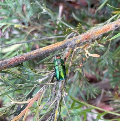 Lamprima aurata (Golden stag beetle) at Parkes, ACT - 2 Dec 2024 by Neve_Foxcroft