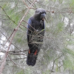 Calyptorhynchus lathami lathami at Mittagong, NSW - 25 Jan 2022 by GITM3