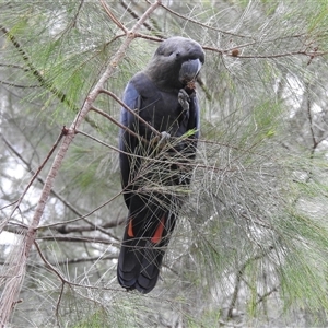 Calyptorhynchus lathami lathami at Mittagong, NSW - suppressed