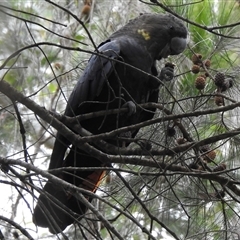 Calyptorhynchus lathami lathami at Mittagong, NSW - suppressed