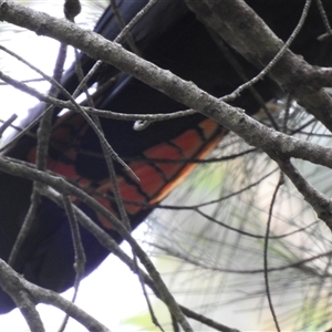 Calyptorhynchus lathami lathami at Mittagong, NSW - suppressed