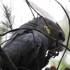 Calyptorhynchus lathami lathami at Mittagong, NSW - 26 Jan 2022