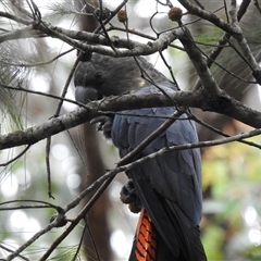 Calyptorhynchus lathami lathami at Mittagong, NSW - suppressed