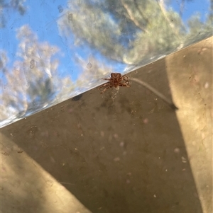 Stephanopinae (sub-family) (A crab spider) at Parkes, ACT by Neve_Foxcroft