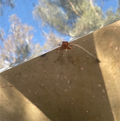 Stephanopinae (sub-family) (A crab spider) at Parkes, ACT - 23 Dec 2024 by Neve_Foxcroft