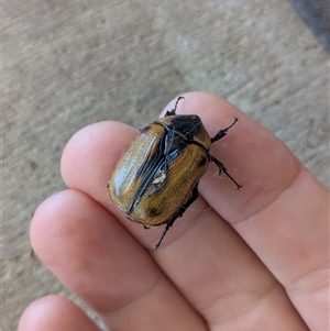 Chondropyga dorsalis at Uriarra, ACT - suppressed